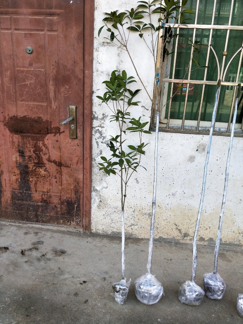 苗木种苗，桂花树，金桂，丹桂，绿化，庭院种植。