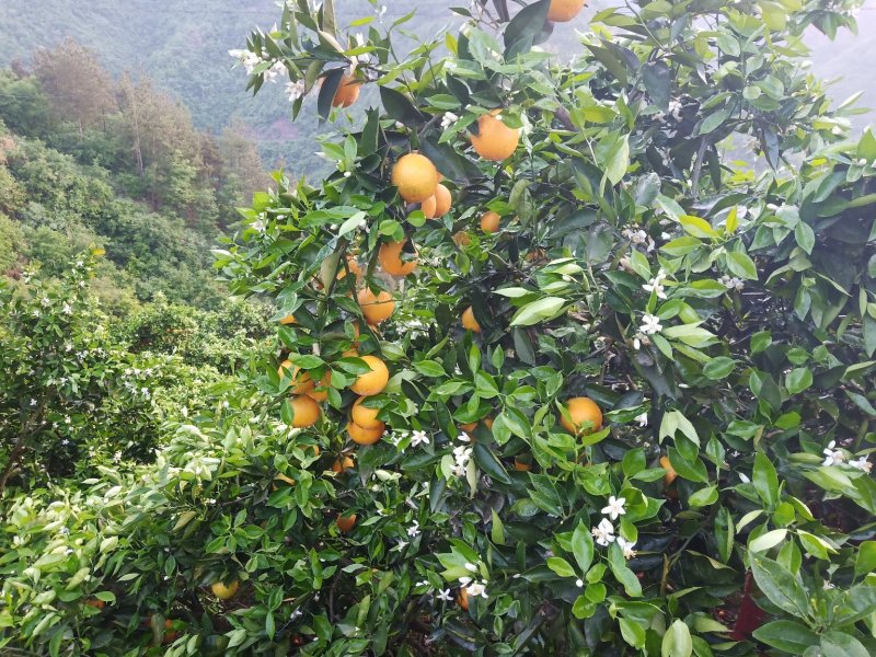 夏橙，秭归夏橙，现摘现发，全国发货，欢迎合作