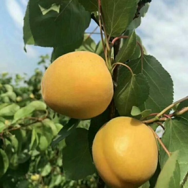 金太阳杏陕西金太阳杏上市价格，金太阳杏供应，诚信经营