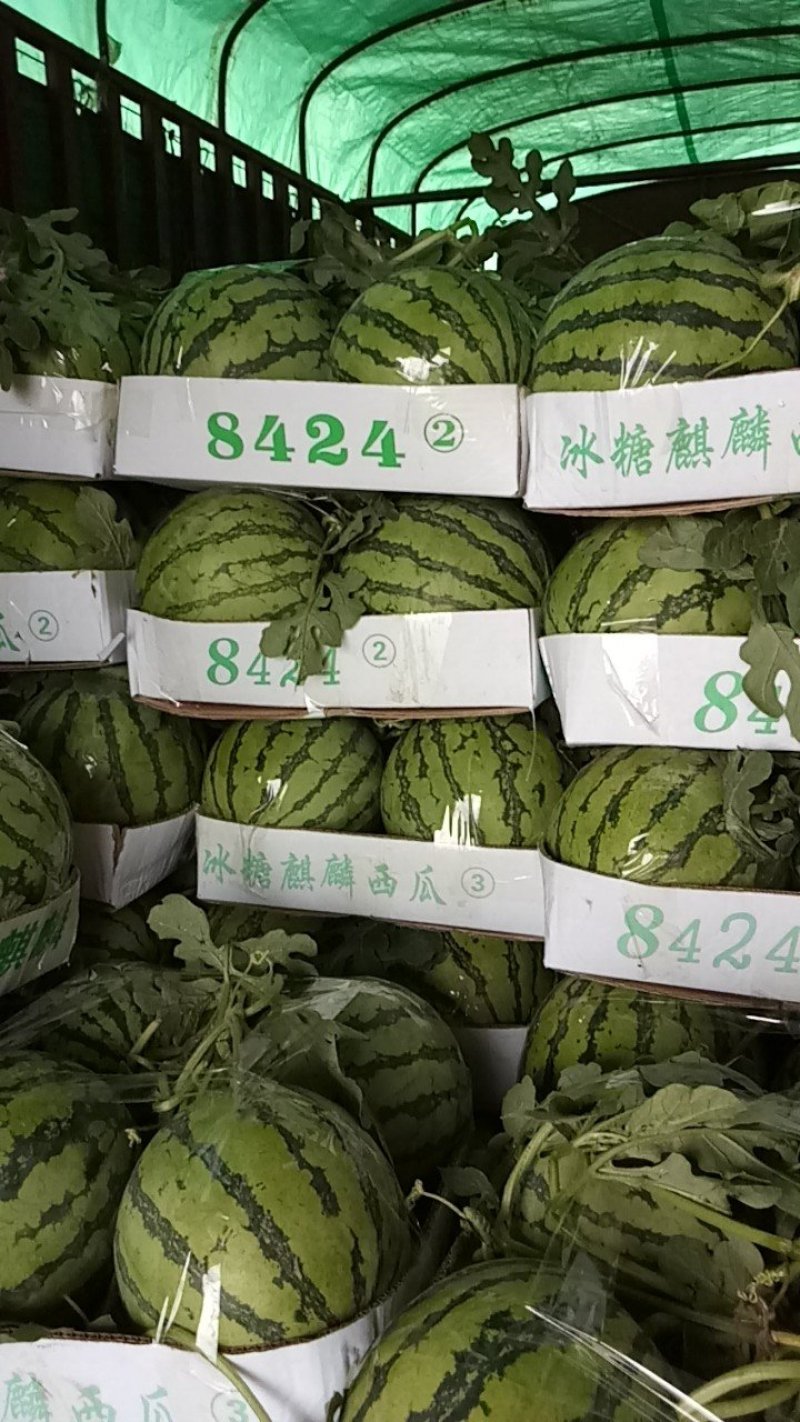 无籽8424，有籽8424，大量有货，保证百分百成熟