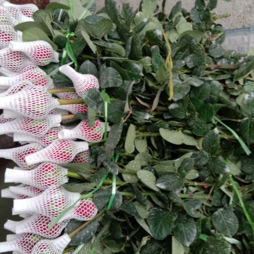 玫瑰鲜切花
