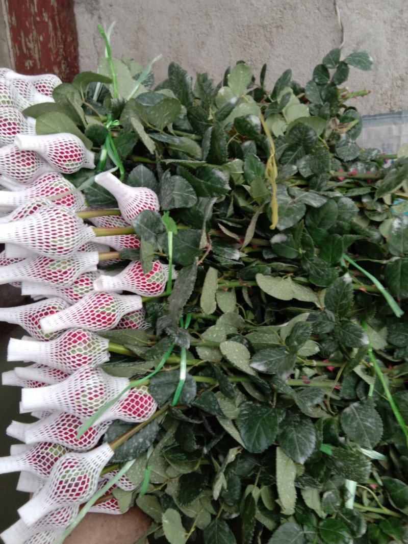 玫瑰鲜切花