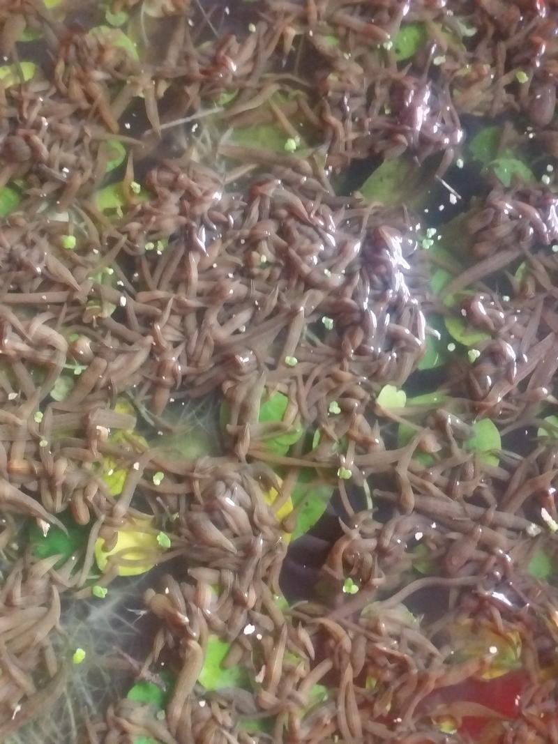 启东水蛭苗原厂地一手货源包苗种真宗苏南苗