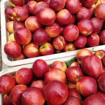 山东126油桃品种多样，价格，颜色亮口感翠甜。