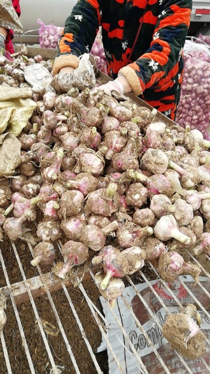杞县紫皮大蒜，精品大蒜，电商，超市，开始接单