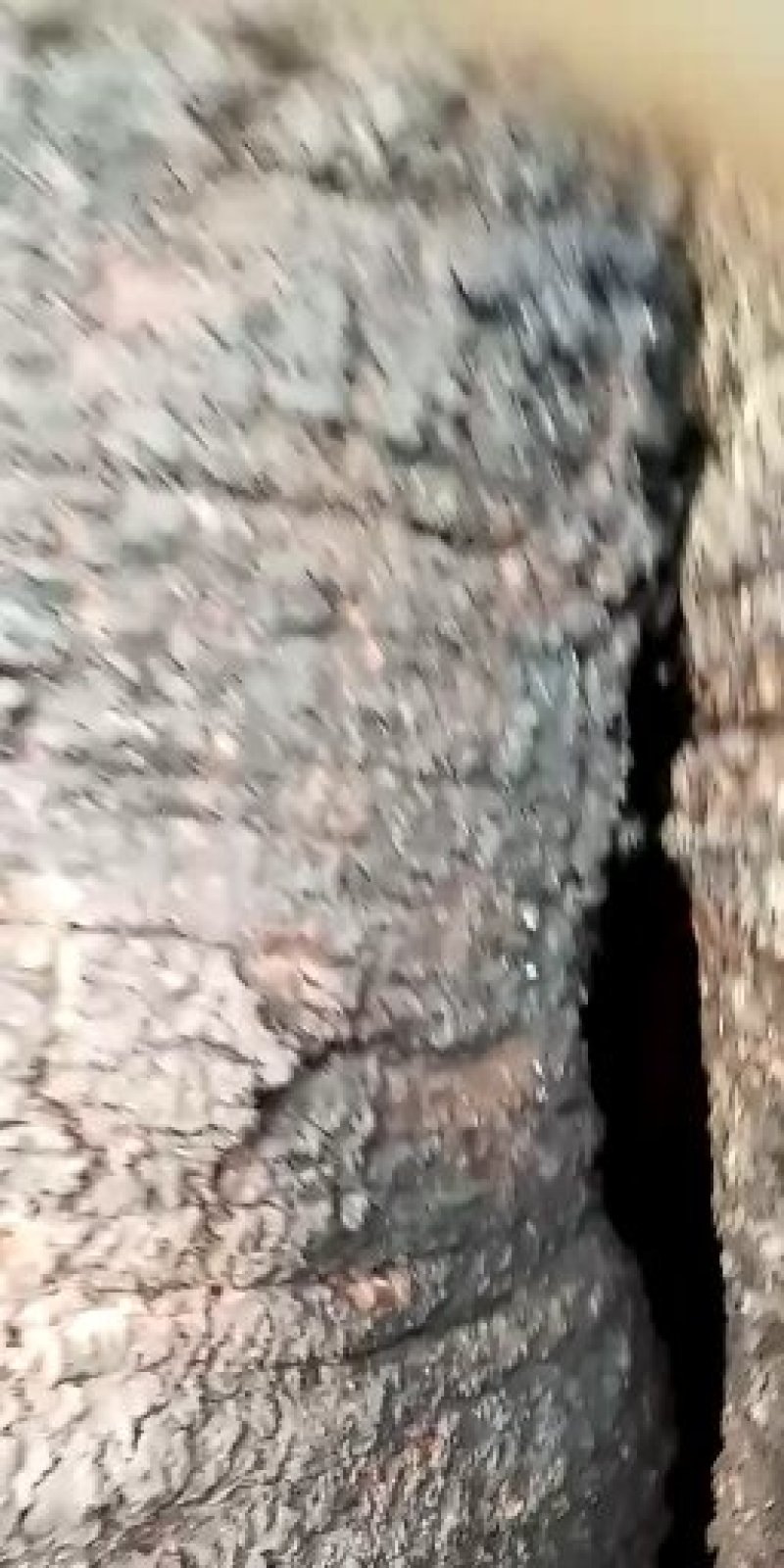 野山蜜蜂。在树上蜂蜜需要联系。下单快手