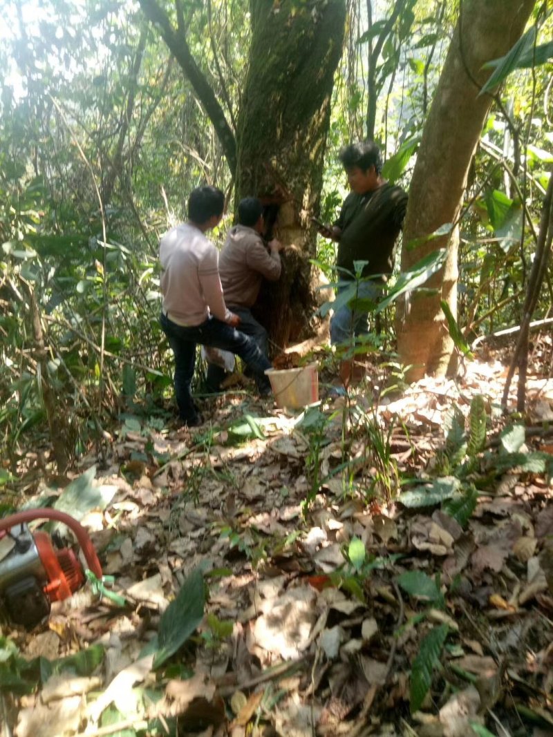 野山蜜蜂。在树上蜂蜜需要联系。下单快手