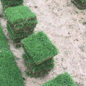 马尼拉草皮
