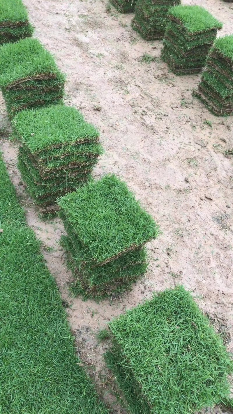 马尼拉草皮