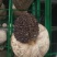 出售各种食用菌岀菇菌包，技术免费跟踪指导