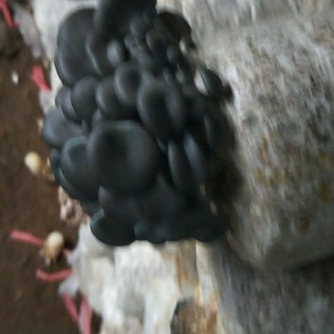 出售各种食用菌岀菇菌包，技术免费跟踪指导
