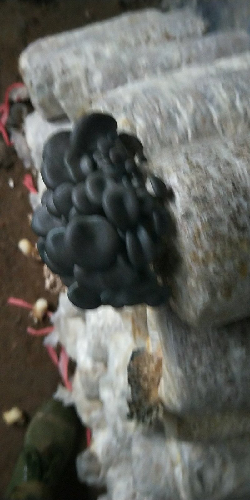 出售各种食用菌岀菇菌包，技术免费跟踪指导