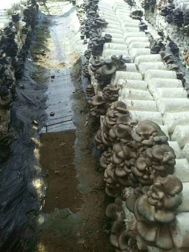 出售各种食用菌岀菇菌包，技术免费跟踪指导