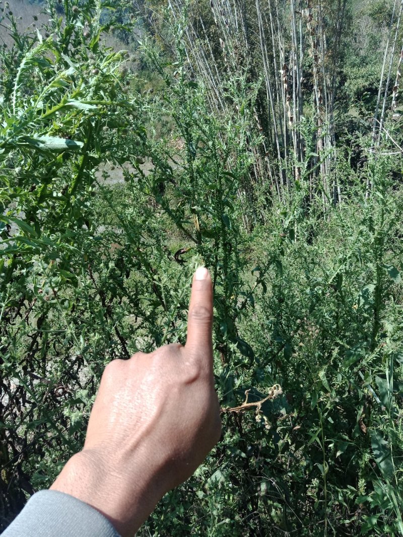 飞廉