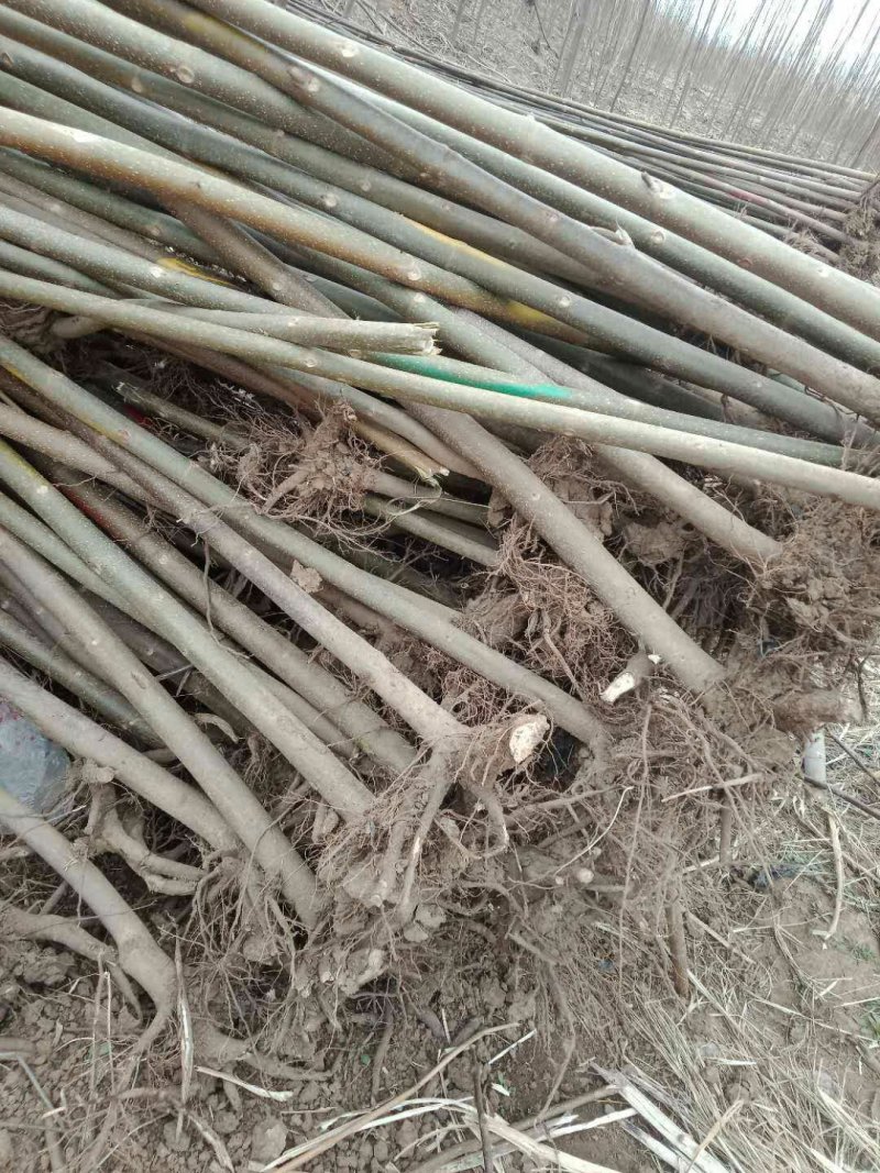 泡桐树苗紫花泡桐树苗