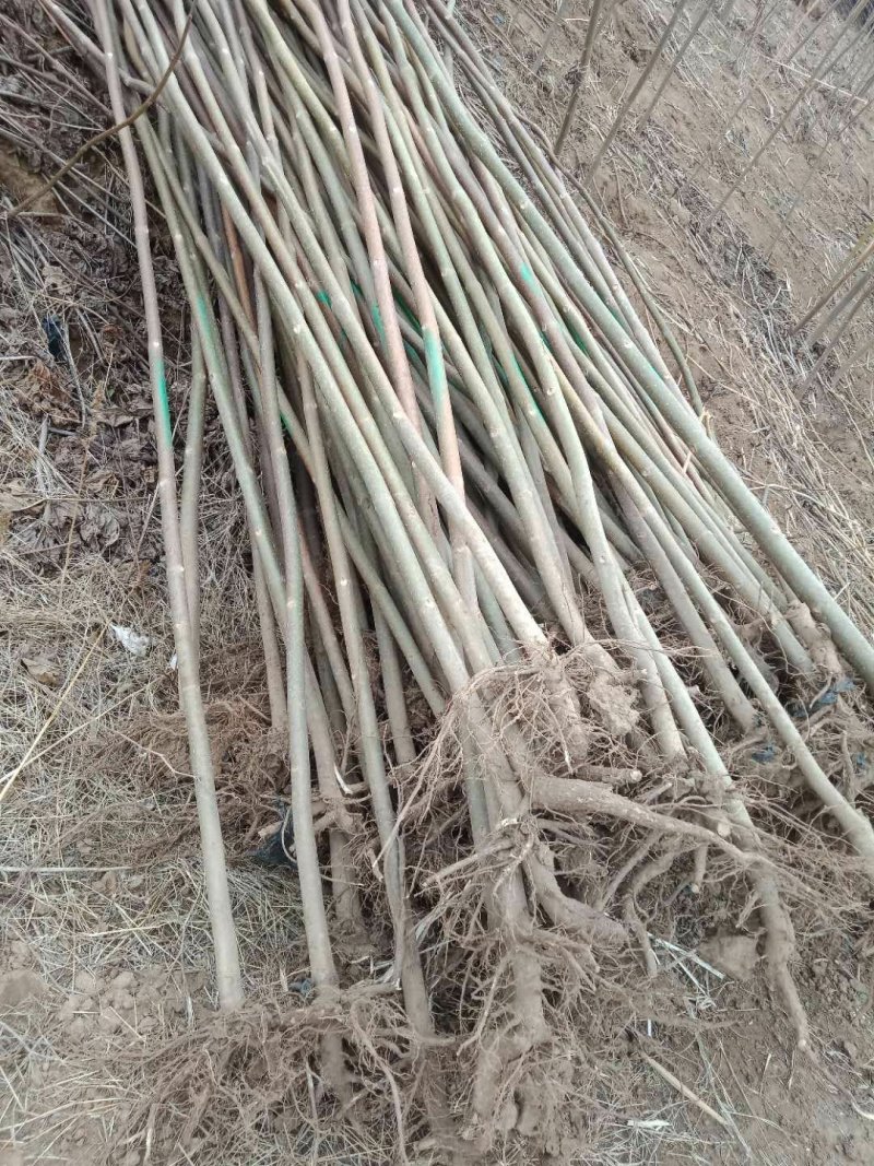 泡桐树苗紫花泡桐树苗
