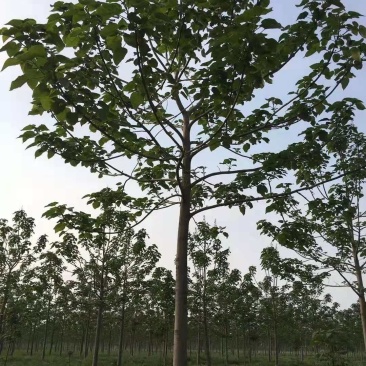 泡桐树苗紫花泡桐树苗
