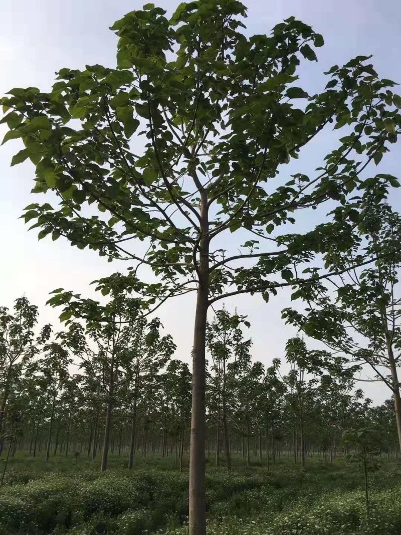 泡桐树苗紫花泡桐树苗