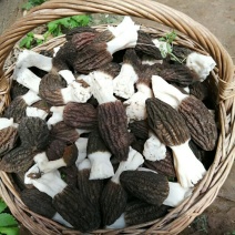 鲜羊肚菌