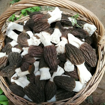 鲜羊肚菌