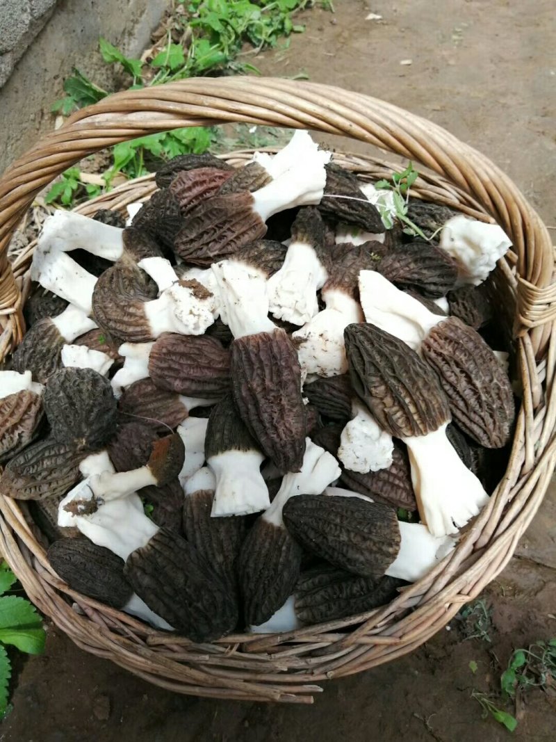 鲜羊肚菌