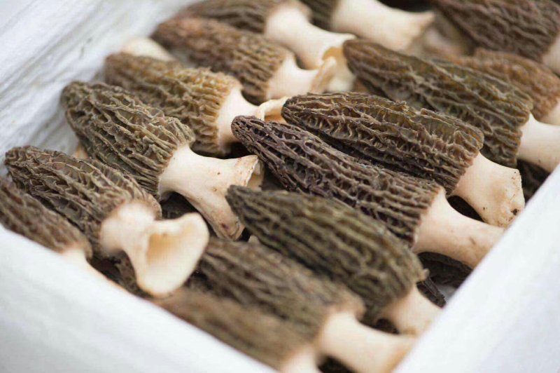 鲜羊肚菌