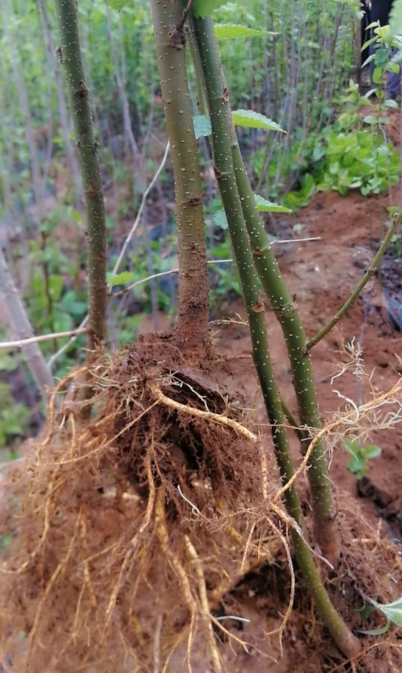 山东泰安桑椹树苗死苗免费补发提供种植技术量大优惠成活率高