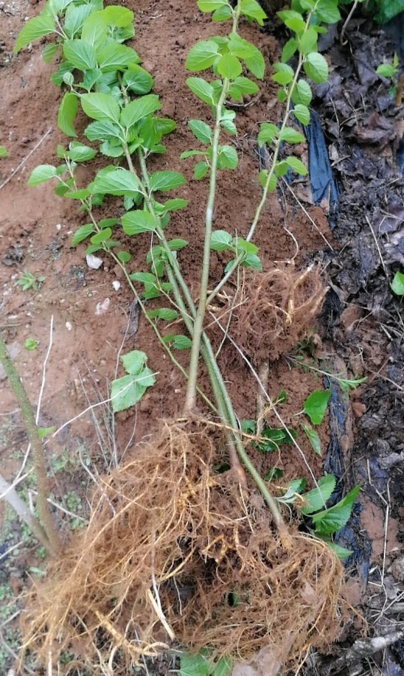 山东泰安桑椹树苗死苗免费补发提供种植技术量大优惠成活率高