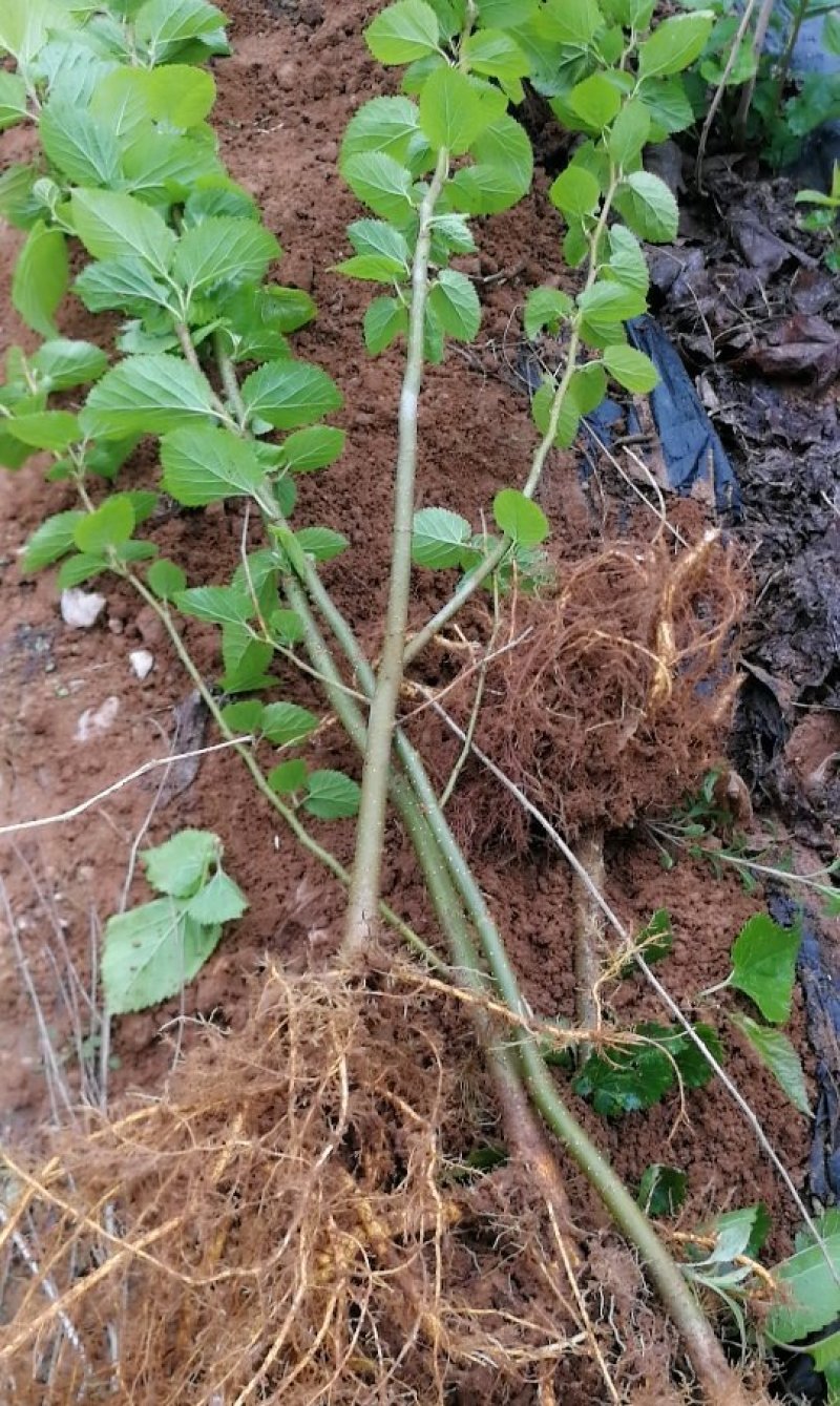 山东泰安桑椹树苗死苗免费补发提供种植技术量大优惠成活率高