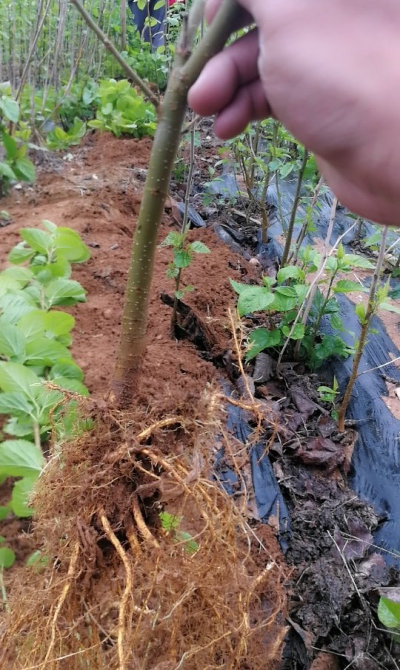 山东泰安桑椹树苗死苗免费补发提供种植技术量大优惠成活率高