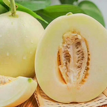 甜瓜白莎蜜甜瓜8两以上精品货源产地直发