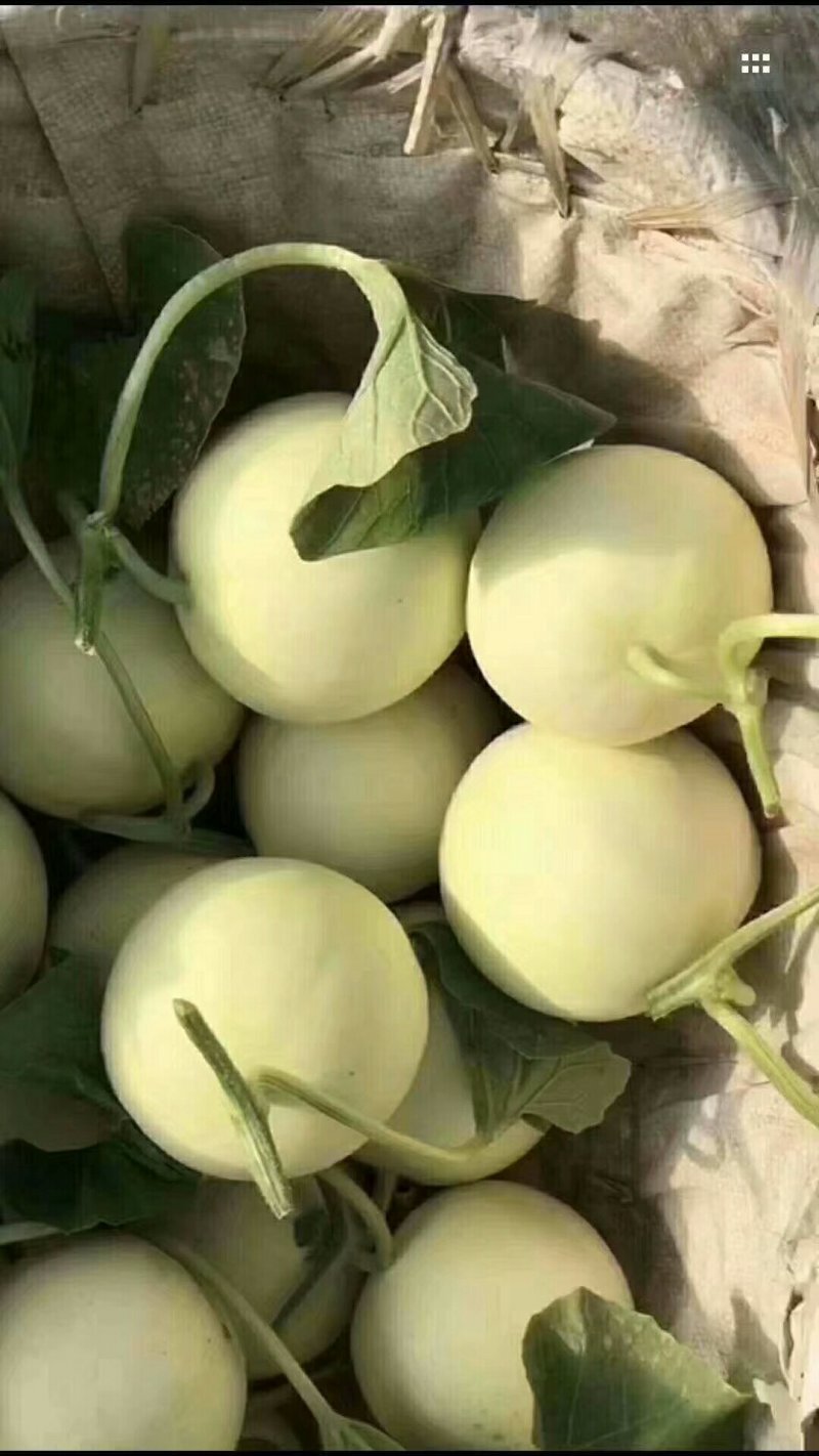 甜瓜白莎蜜甜瓜8两以上精品货源产地直发