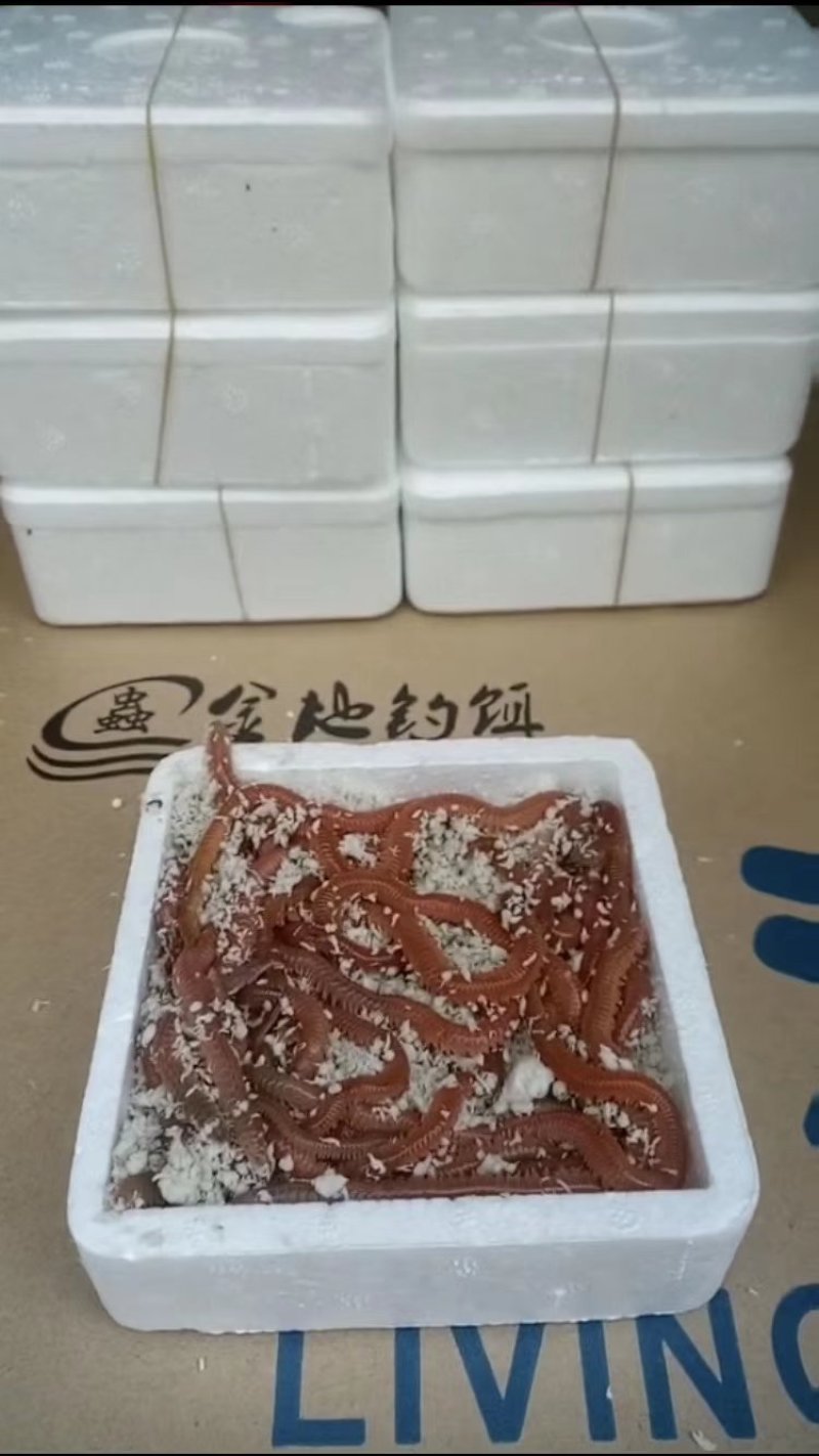 海鱼饵