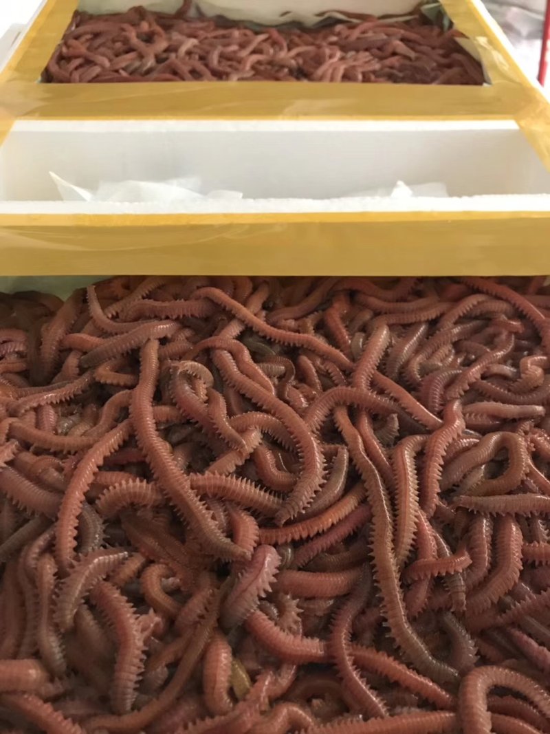 海鱼饵