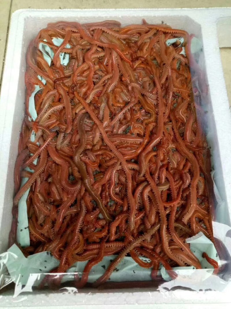 海鱼饵