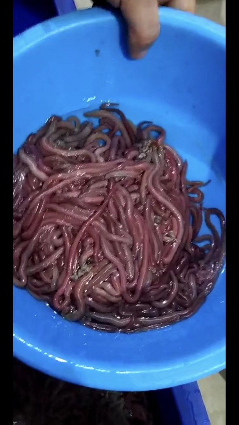 海鱼饵