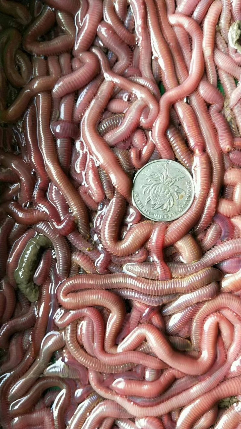海鱼饵