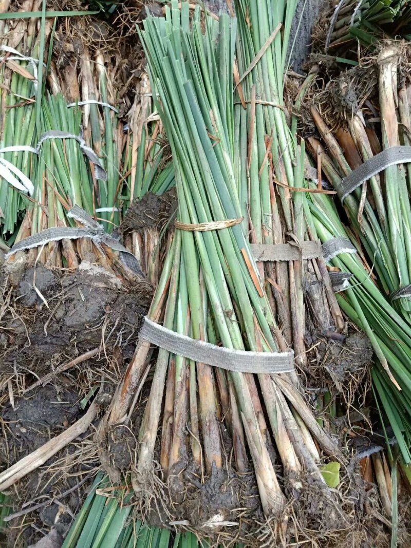 永信水生植物水烛，基地直销，当年见效签合同包成活