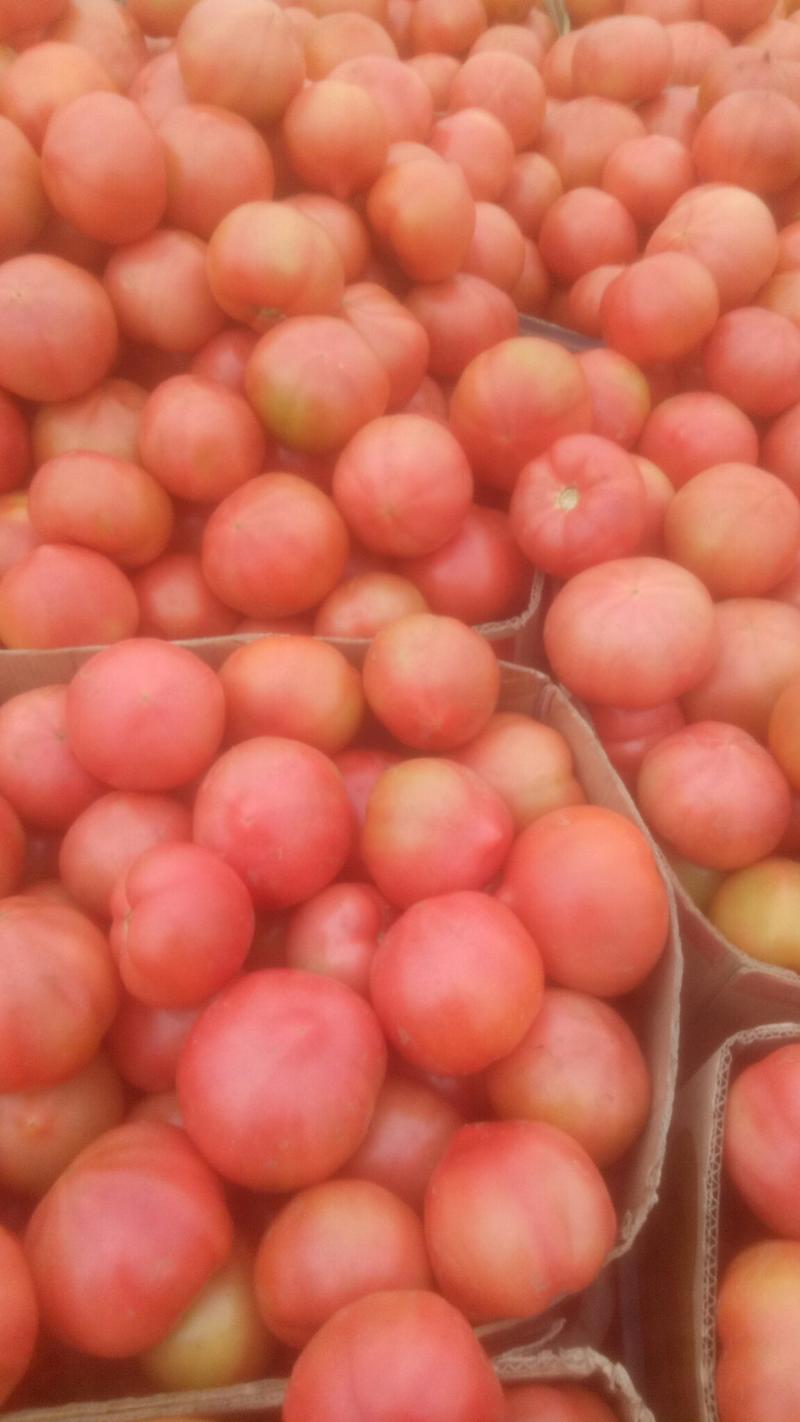 西红柿硬粉弧三以上精品大量上市