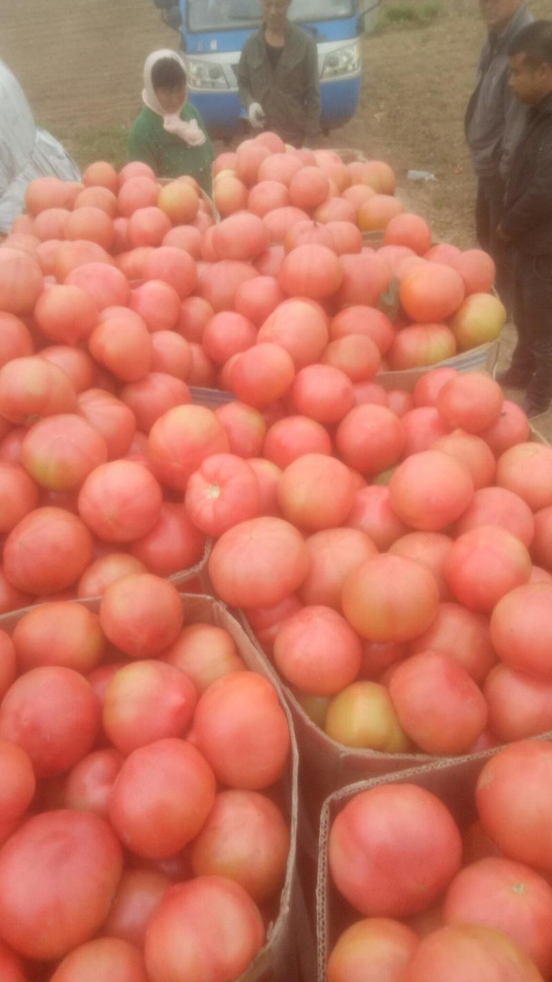 西红柿硬粉弧三以上精品大量上市