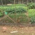 加厚玉米网圈地围栏网拦鸡网鱼塘防护网大棚防兜水网
