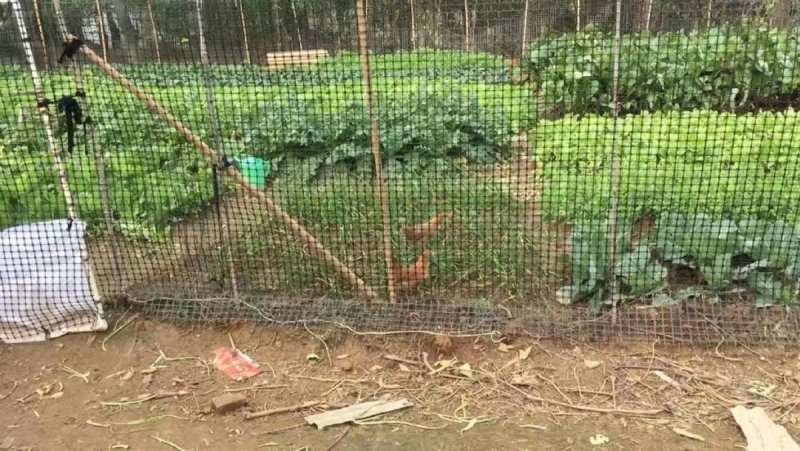 加厚玉米网圈地围栏网拦鸡网鱼塘防护网大棚防兜水网