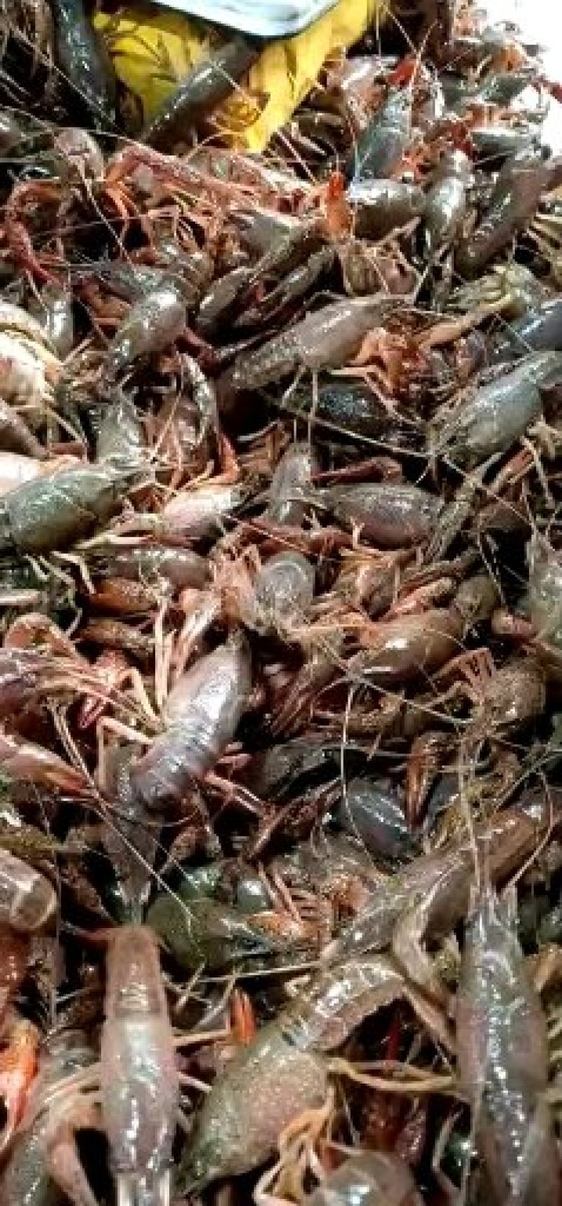 小龙虾规格890钱的38湖北潜江