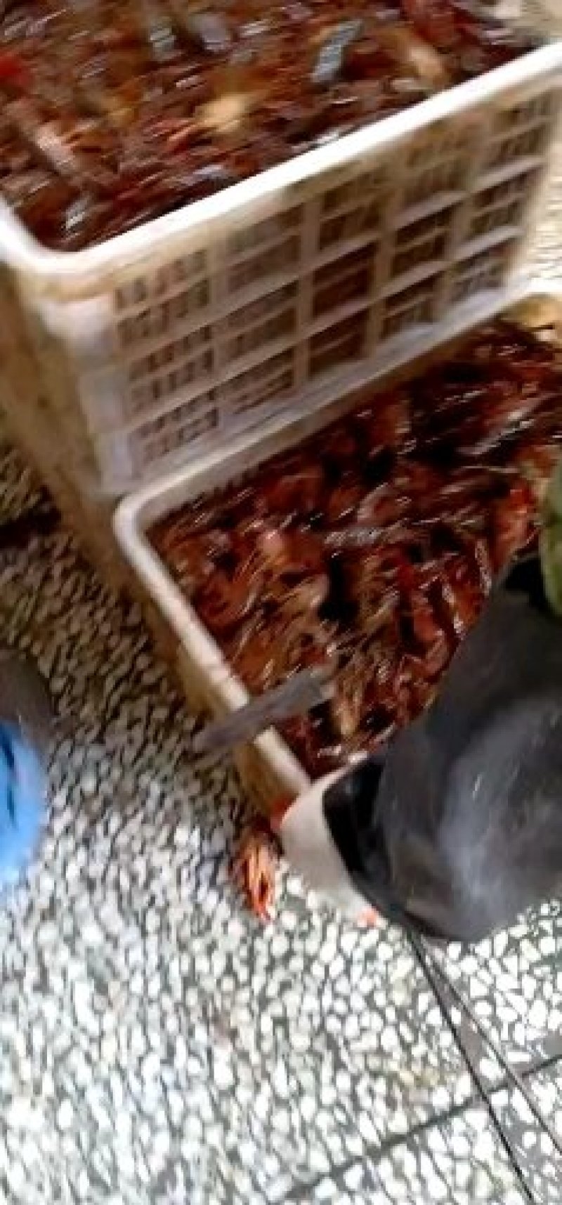小龙虾规格890钱的38湖北潜江