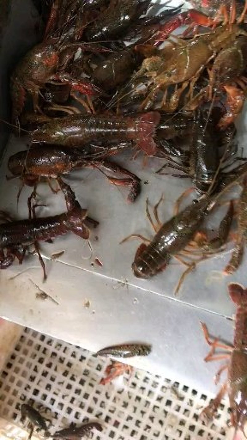 小龙虾规格890钱的38湖北潜江