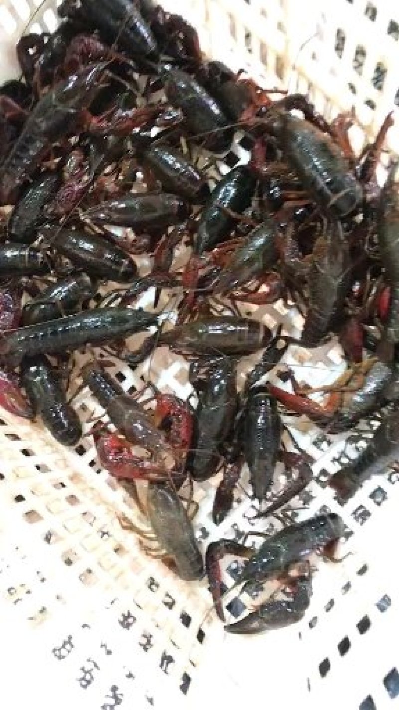 小龙虾规格890钱的38湖北潜江