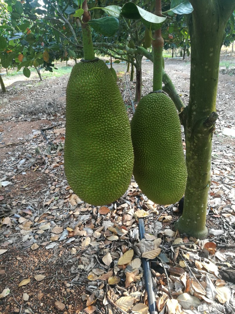 菠萝蜜开始卖