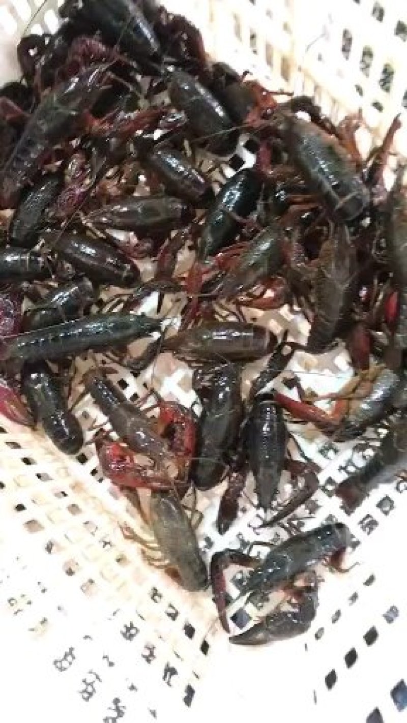 小龙虾9.5钱以上炮头小龙虾原产地一手货源