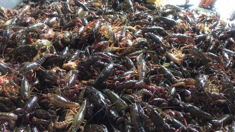 小龙虾9.5钱以上炮头小龙虾原产地一手货源