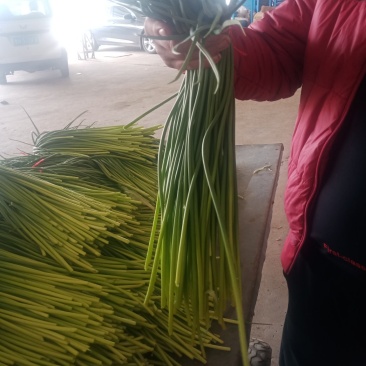蒜薹品质好，色泽鲜艳，耐运输